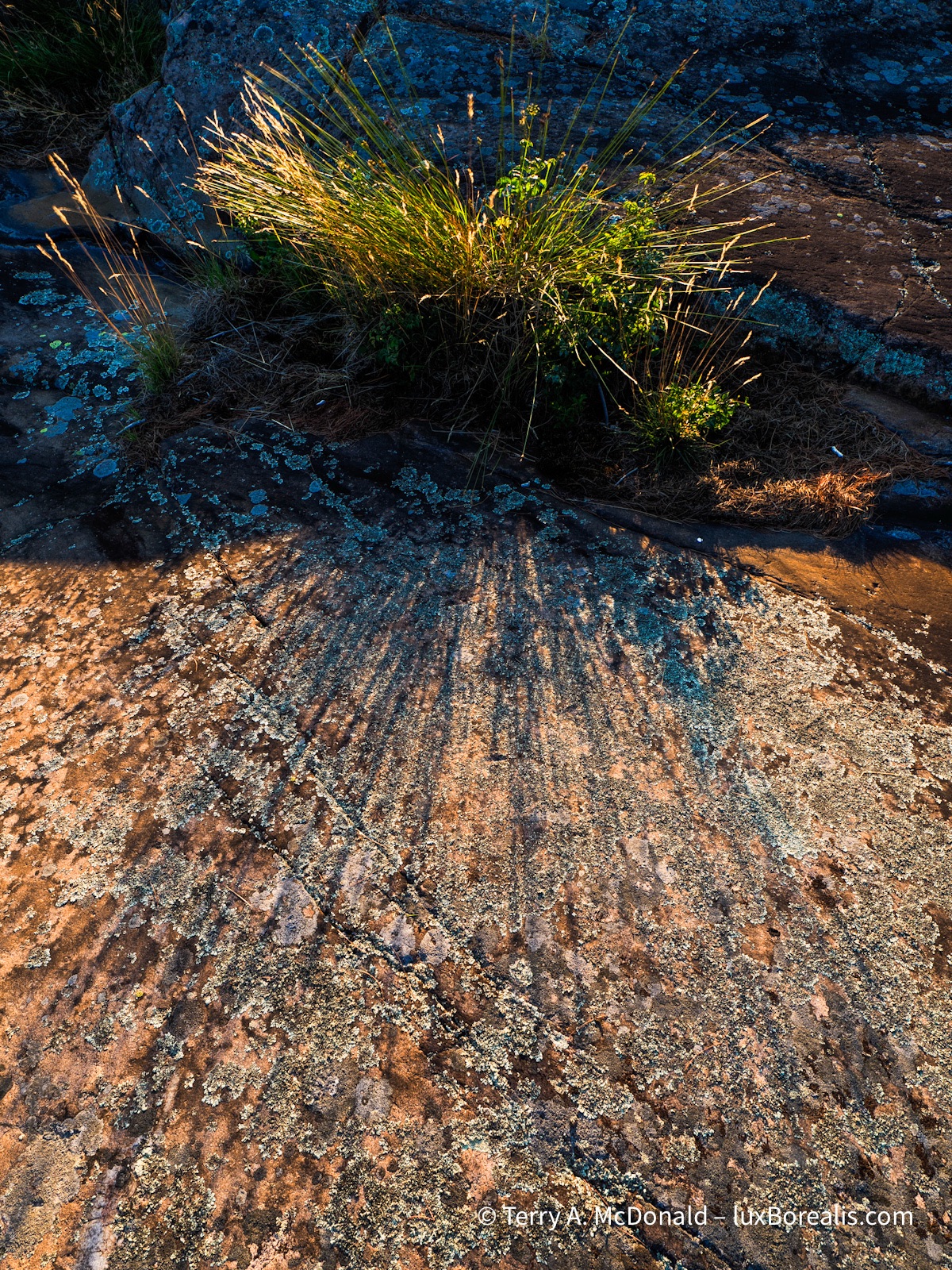 The warm evening sun cast long shadows of these grasses across the rock towards the camera.
