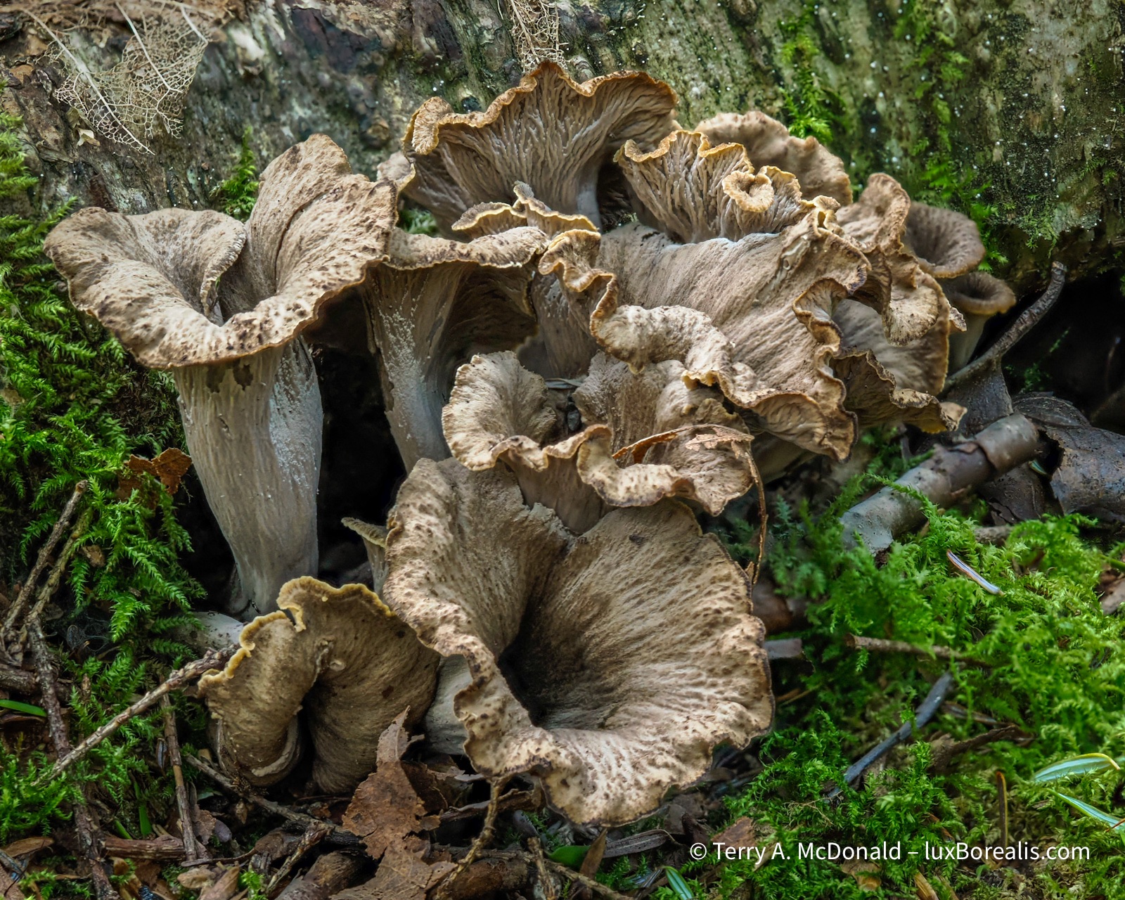 The ruffled brown ridges of Horn of Plenty mushrooms are grouped along the trail on a bed of green moss.
