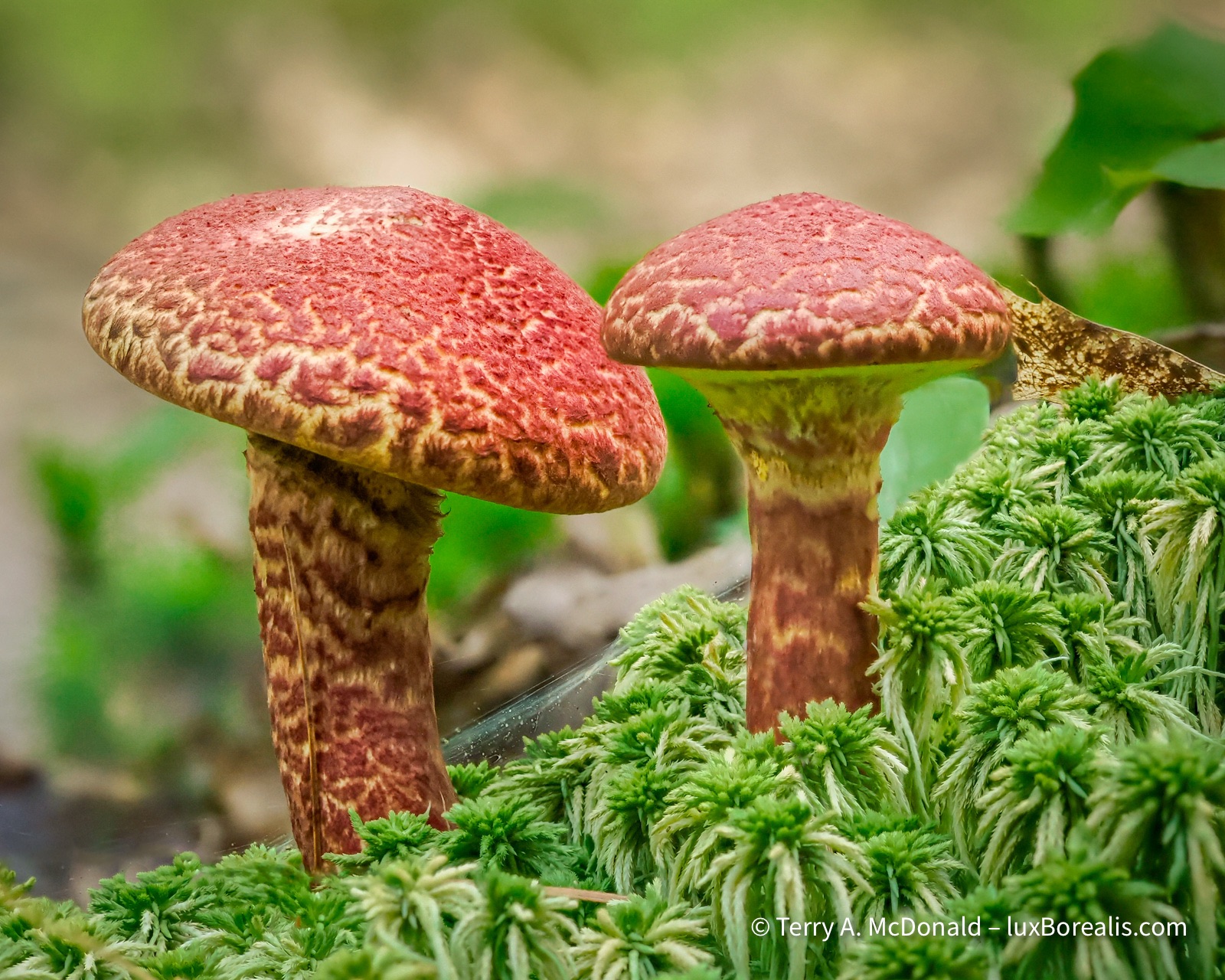 Orange-brown textured caps and stalks of this pair of mushrooms were unique.