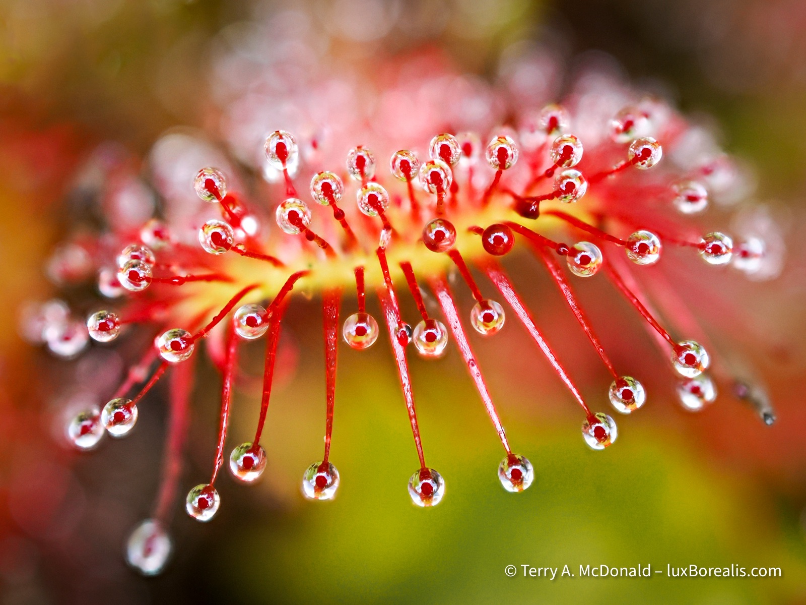 An unearthly view of sun drew with bright red tendrils tipped with a sticky gelatin.