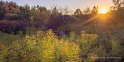 Golden autumn light at sunset backlights the brilliant yellow-green of goldenrod.