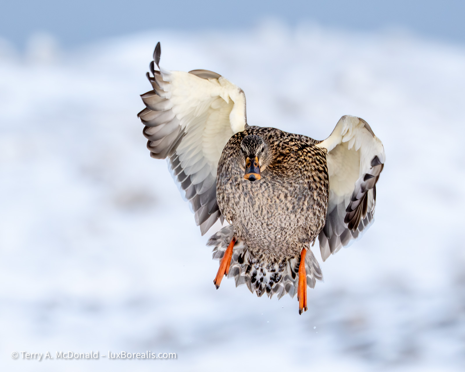 A mallard hen comes in for a landing on the ice.