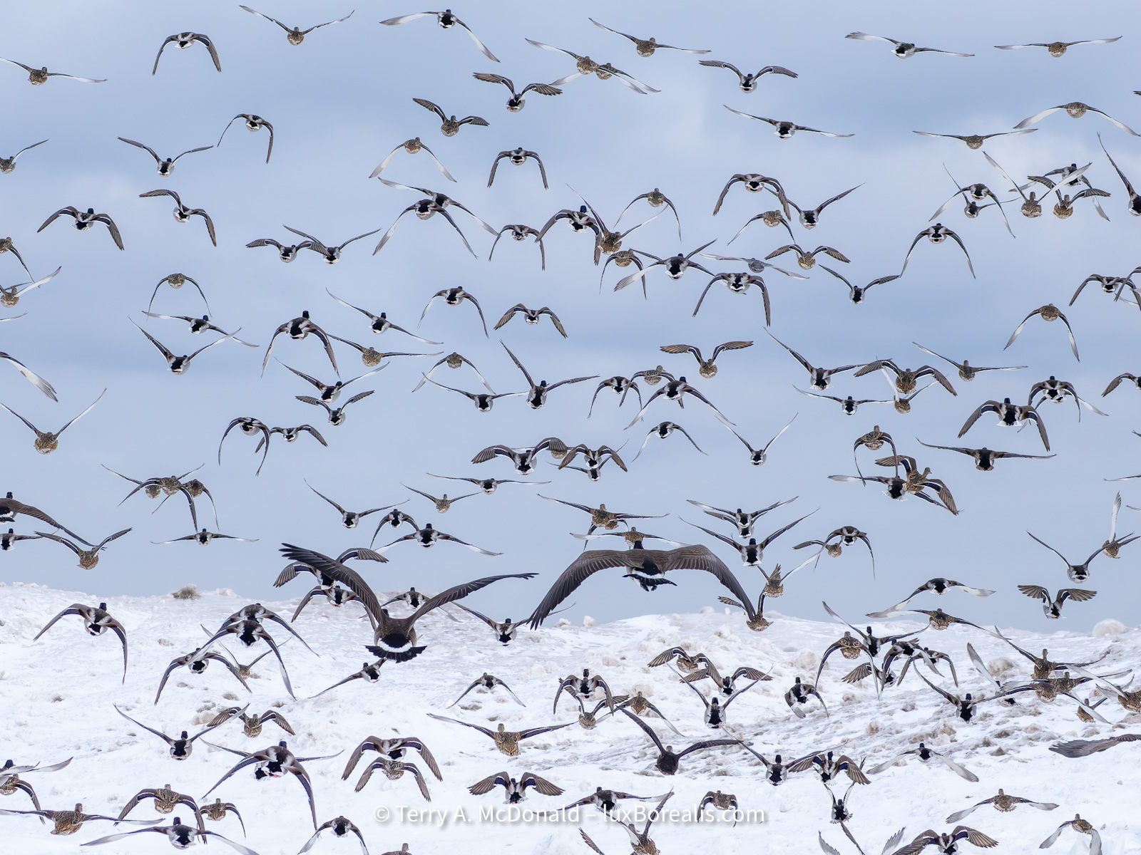 Dozens of waterfowl—mallards and Canada geese—take off at once with the approach of a dog walker.