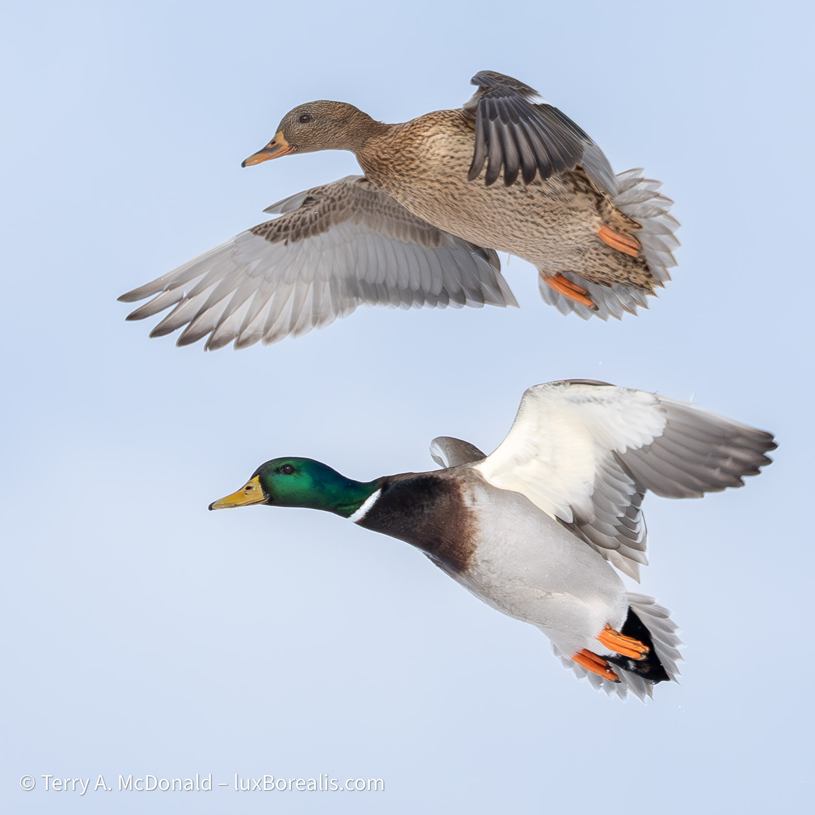 A mallard hen and drake caought in flight against a wintery blue sky.