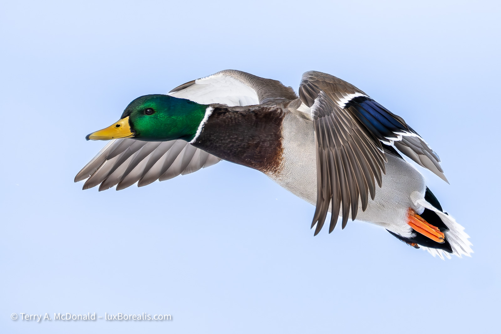 A close-up of a mallard drake in flight against a wintery blue sky.
